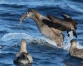 Black-footed Albatross